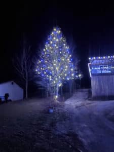 Blue and Warm white lights on tree