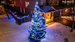 Christmas Lights On Tree In KIngston