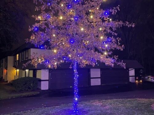 Blue and Warm White lights installed on a tree with blue mini lights around the trunk