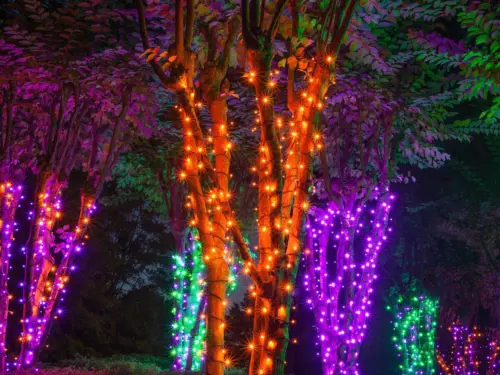 Orange purple and green lights on the trunks of a few trees for a spooky halloween display.